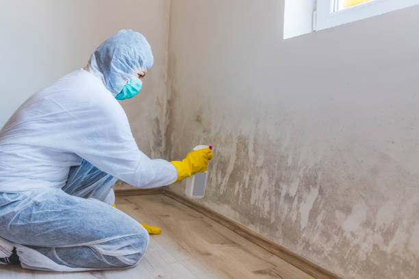 Licensed Mold Remediation service in Ridgefield Park, NJ - 24 Hour Mold Removal