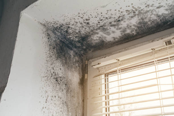 Affordable Mold Remediation solutions in Ridgefield Park, NJ